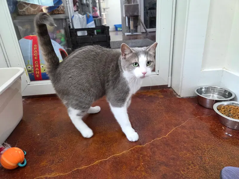 Gracie, photo 6