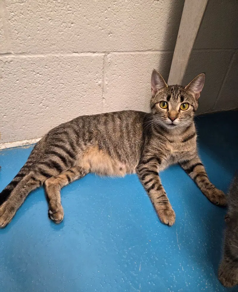 Mocha, a young female cat up for adoption