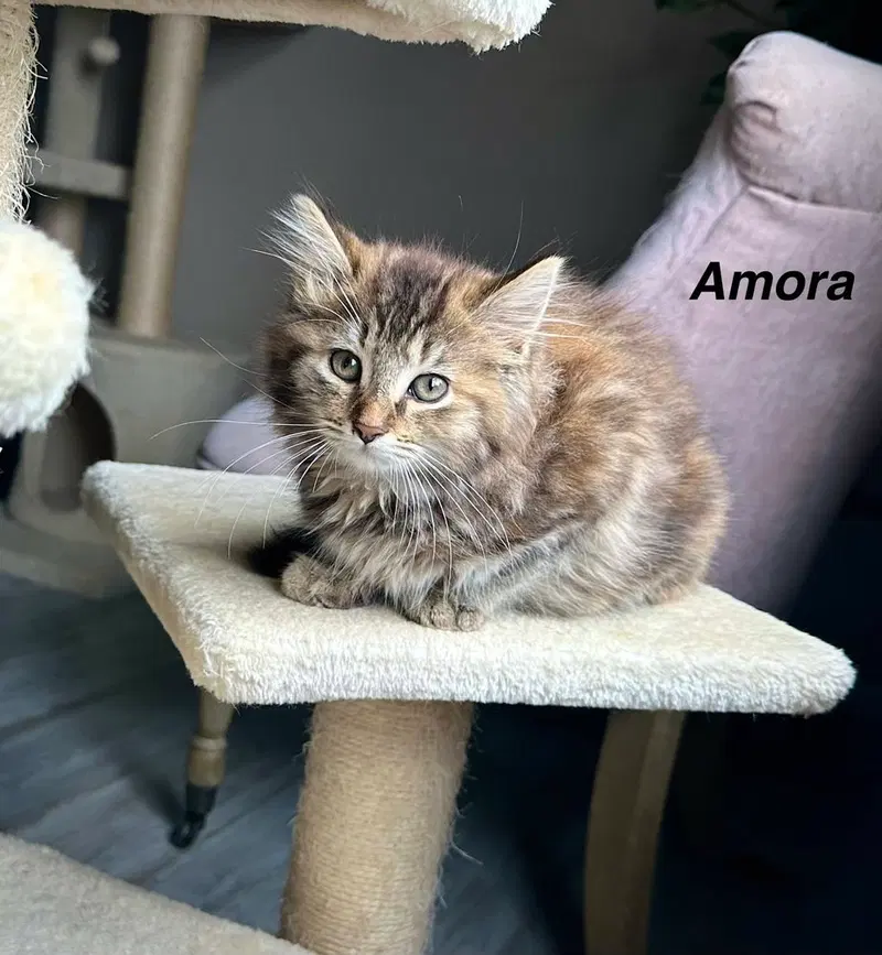 Metamora Kitties, photo 3