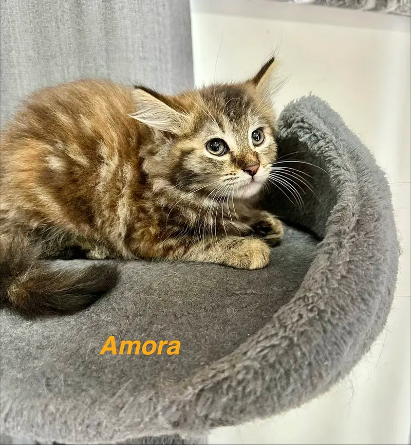 Metamora Kitties, photo 4