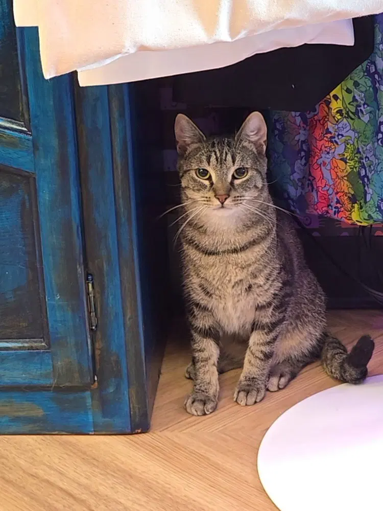 Aladdin, a young male cat up for adoption