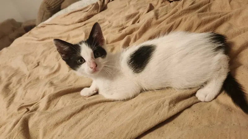 Domino, photo 2