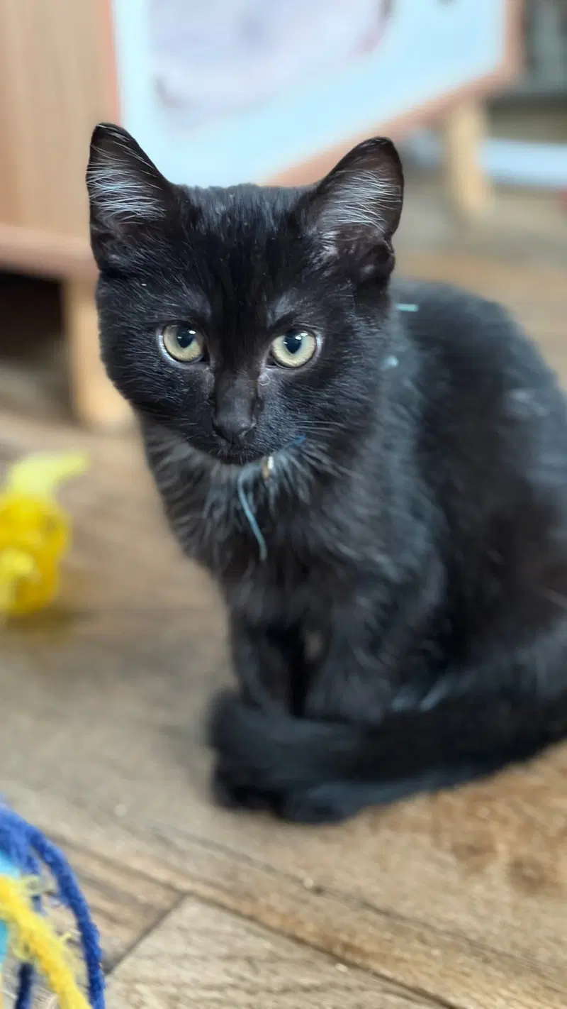 Not so Whitey, photo 3