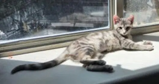 Graycie, photo 3
