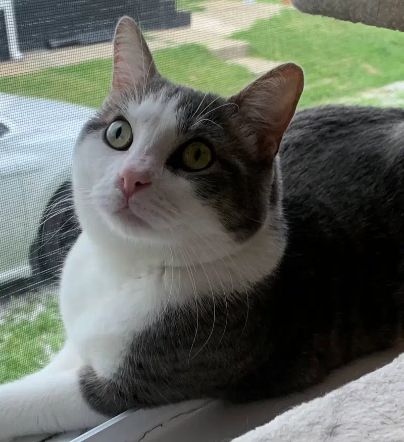 Alfred, an adult male cat up for adoption