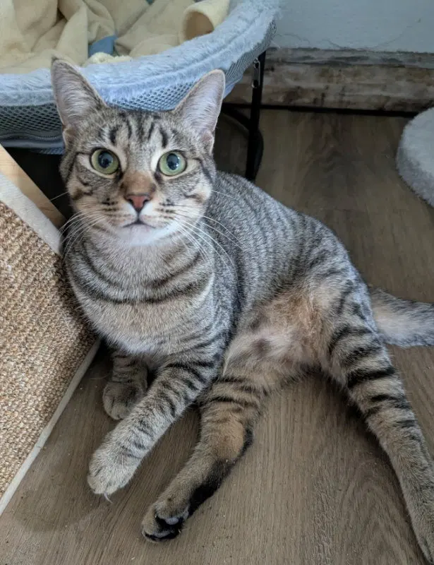 Canary, a young female Tabby cat up for adoption