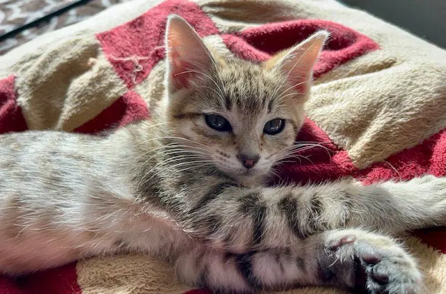 Nala, photo 5