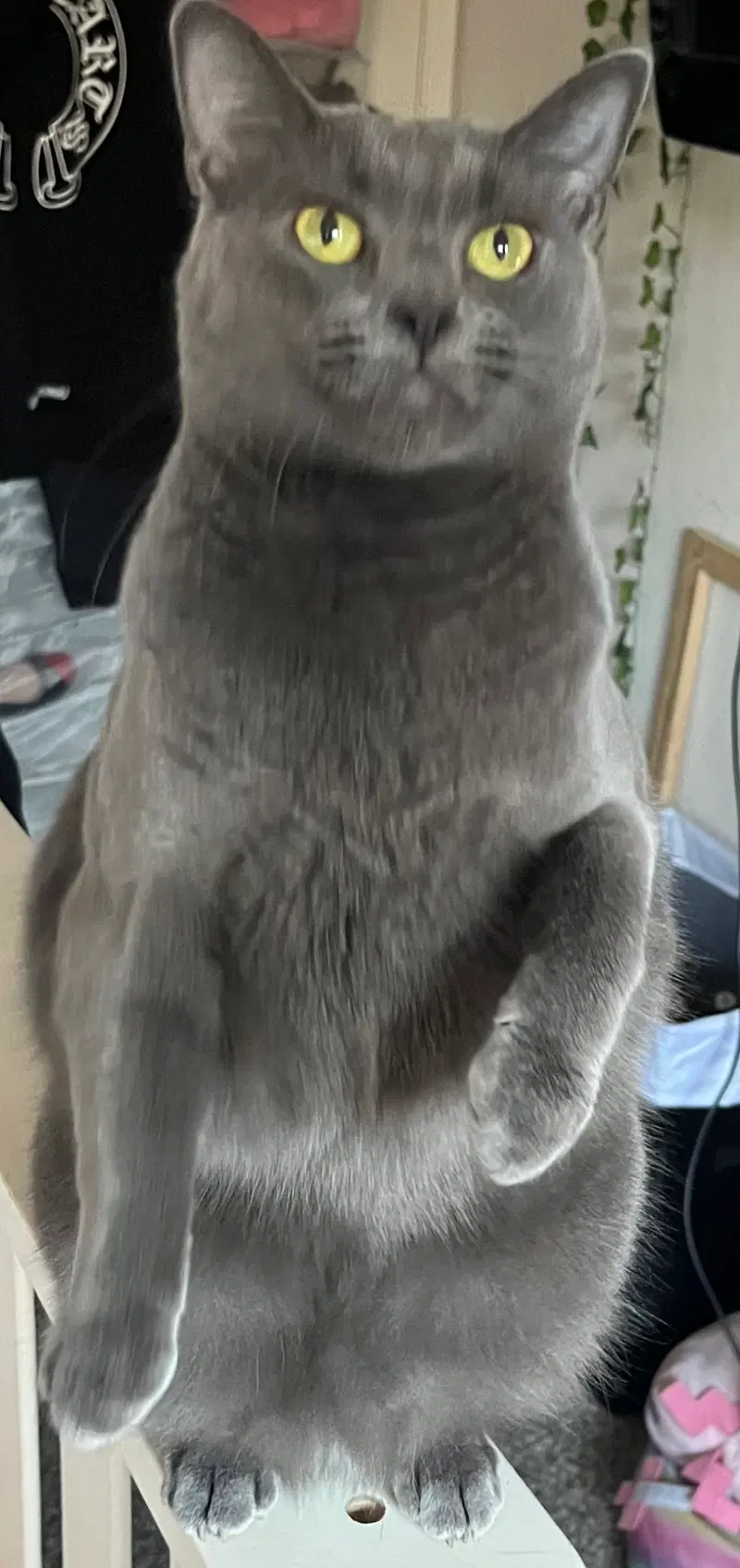 Zelda, an adult female Korat cat up for adoption