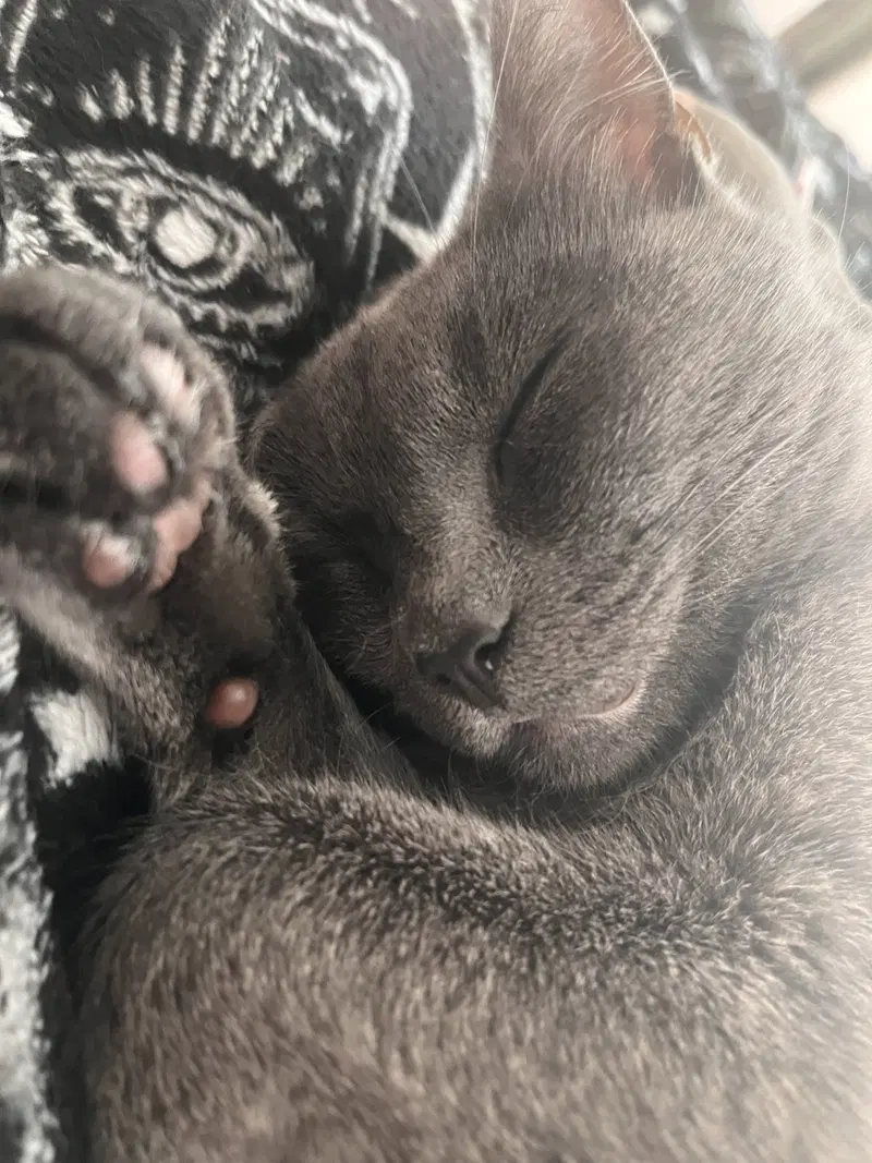 Zelda, photo 2