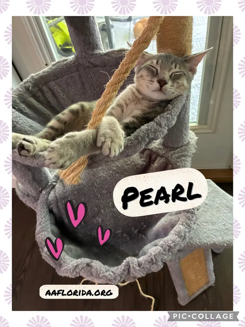 Pearl, photo 2