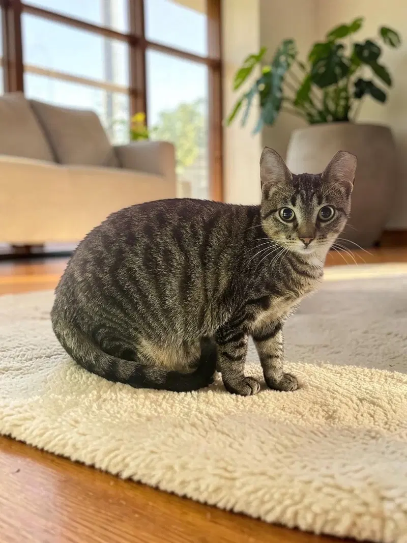 Peanut, photo 2