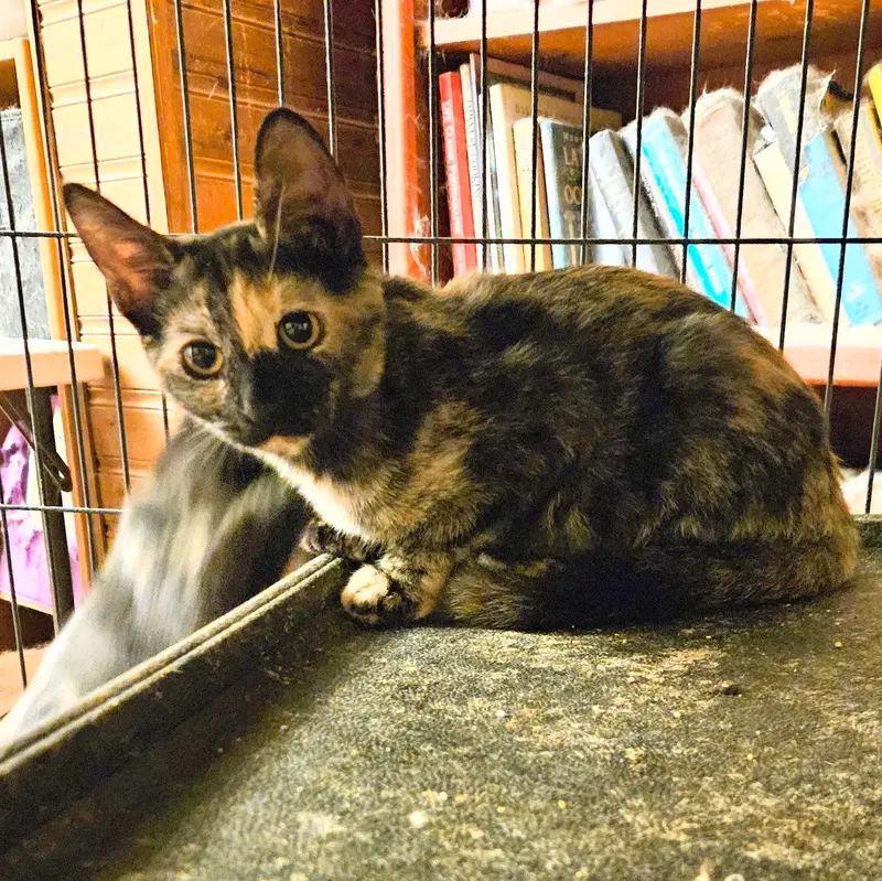 Leela, photo 2
