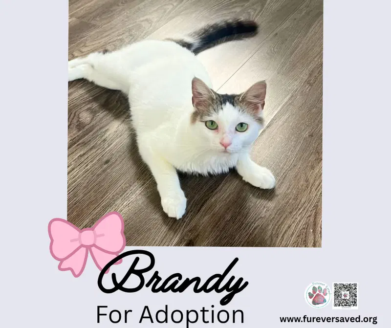 Brandy, photo 2