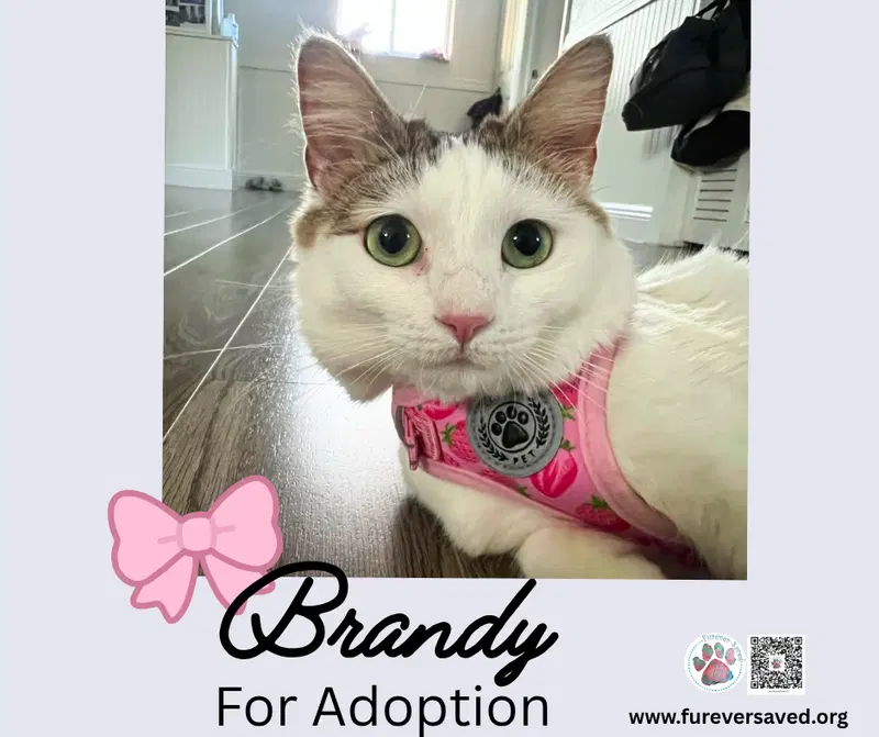 Brandy, photo 3