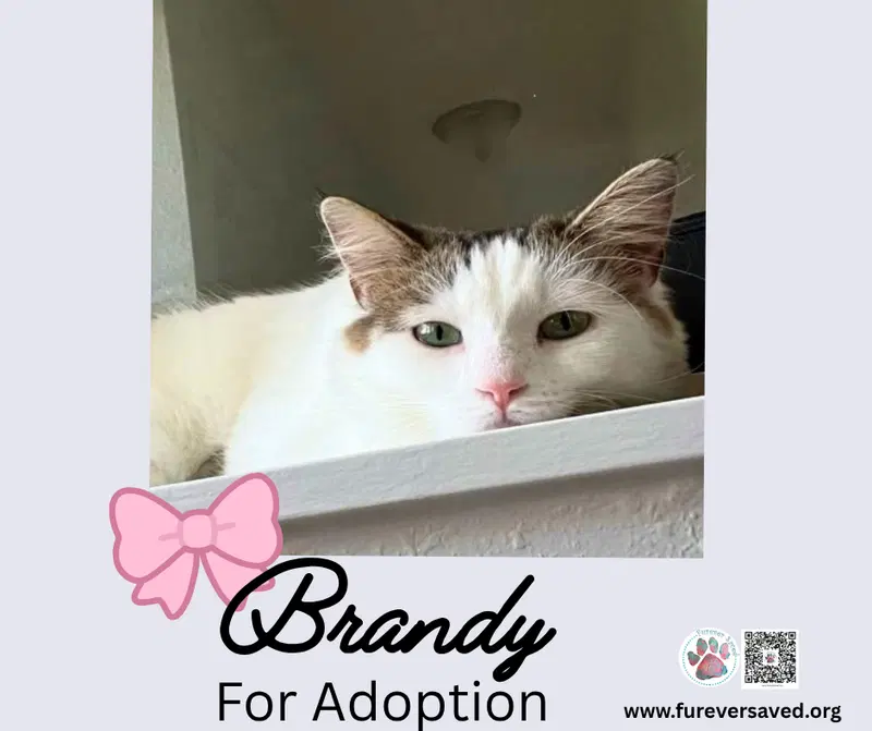 Brandy, photo 4