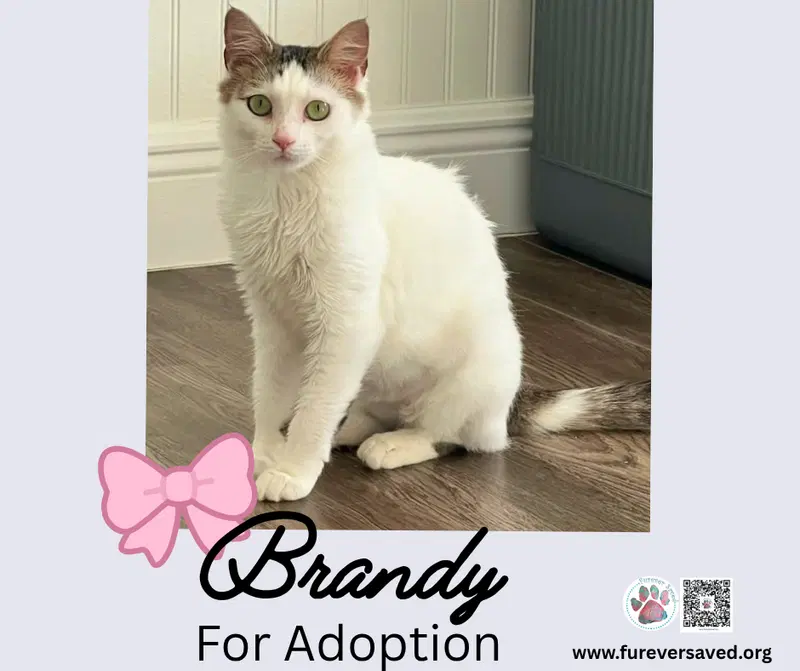 Brandy, photo 5