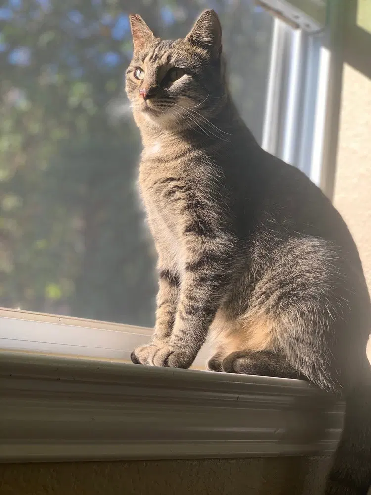 Gray-K, photo 2