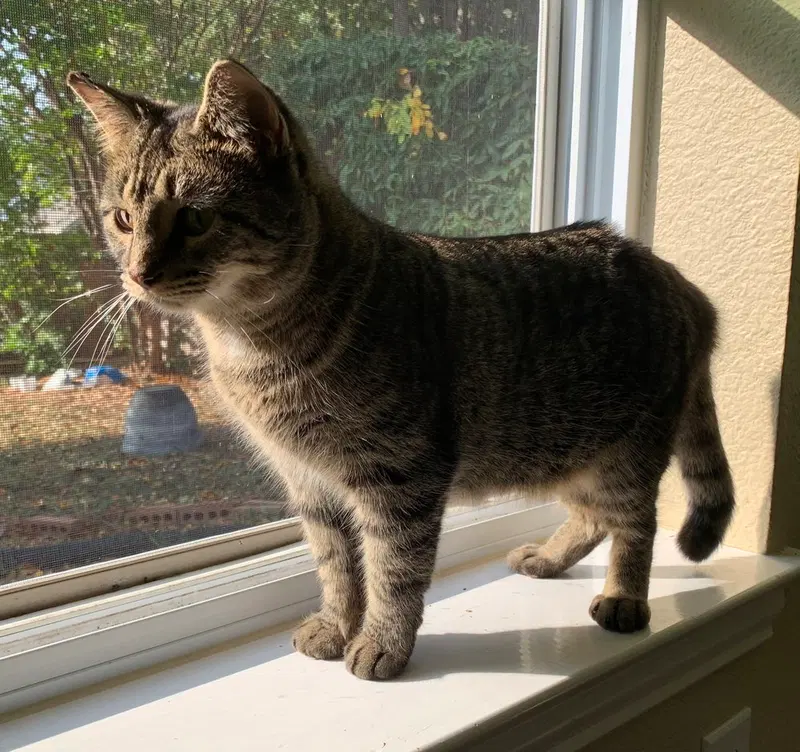 Gray-K, photo 3