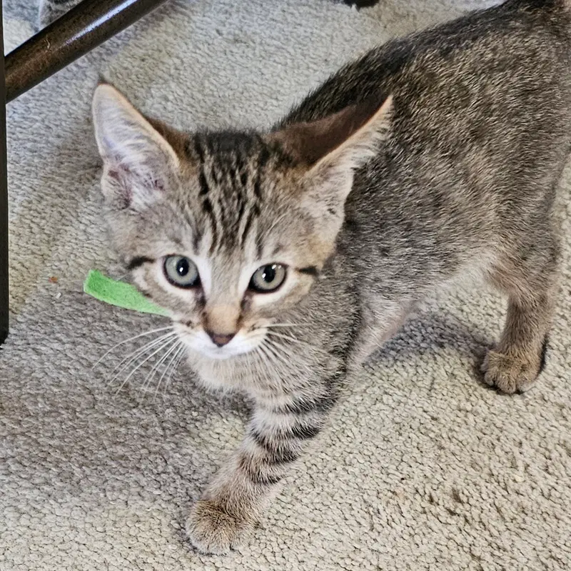 C328 Litter Meowjic, photo 5