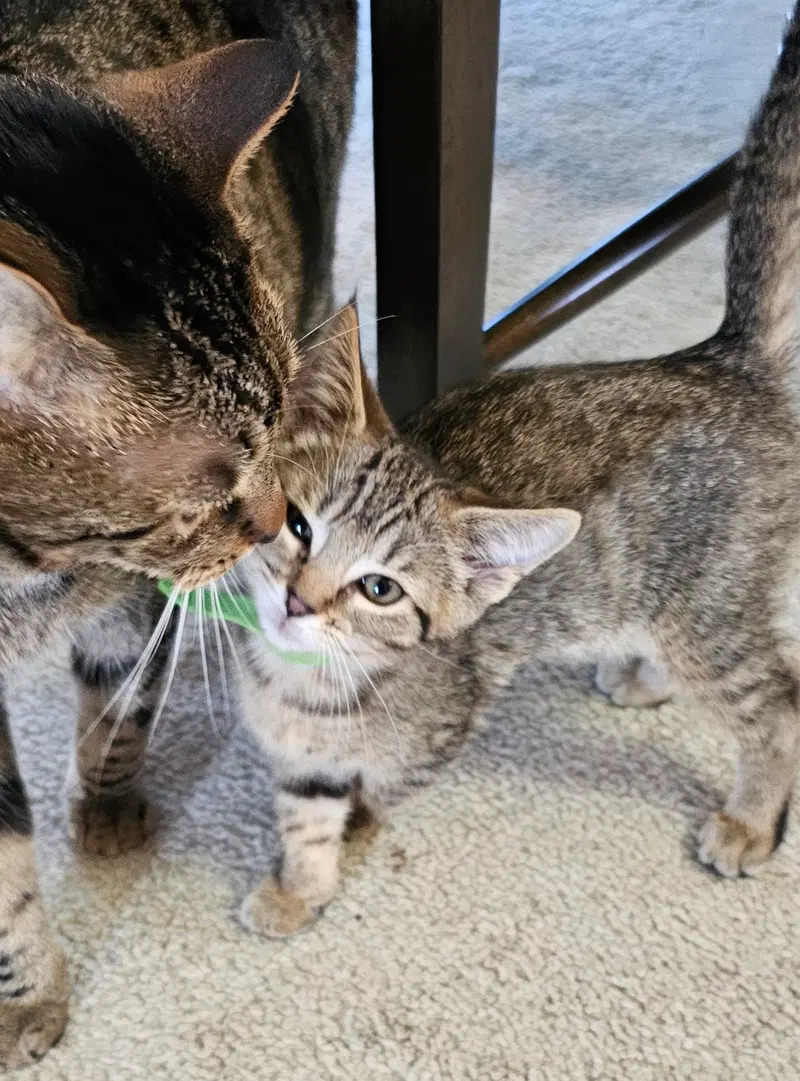 C328 Litter Meowjic, photo 7