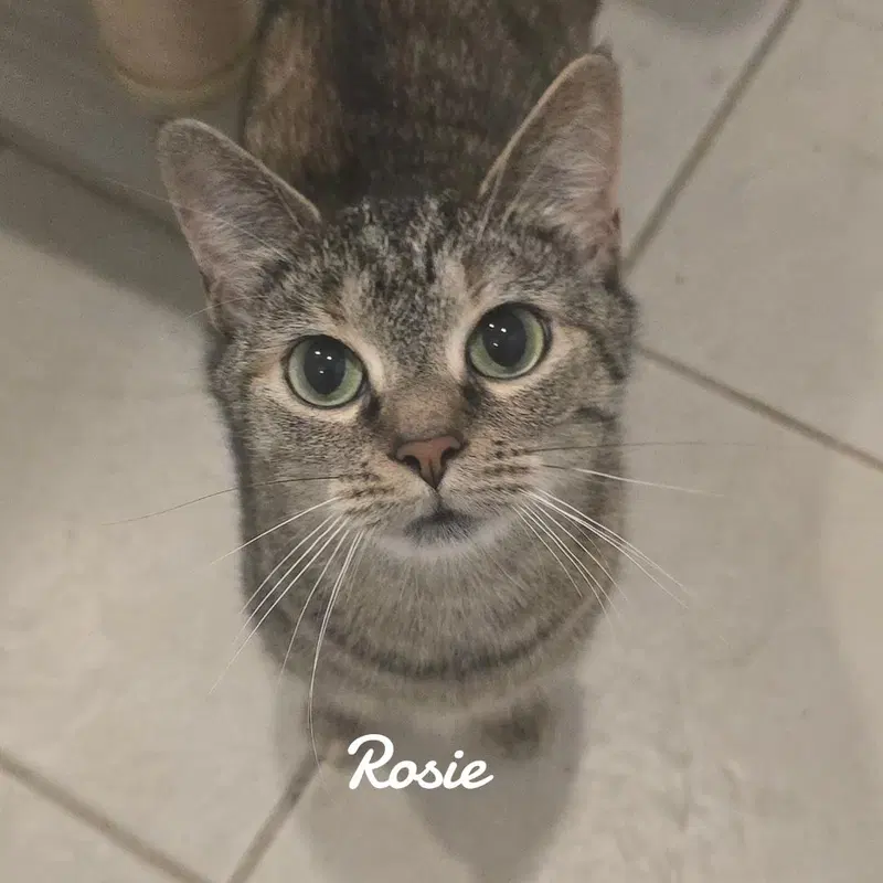 Rosie, photo 2