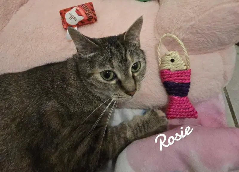 Rosie, photo 3