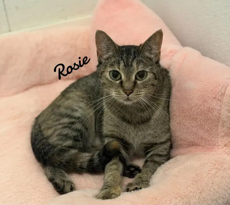 Rosie, photo 4