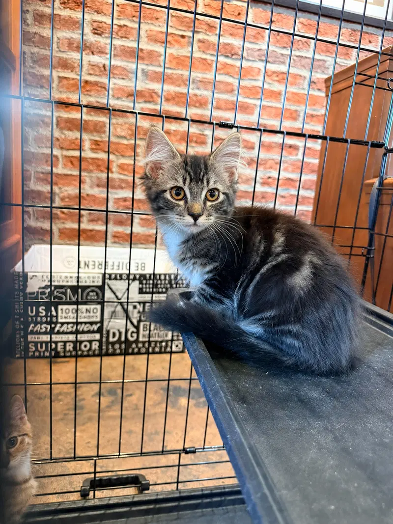 Aspen, a male kitten up for adoption