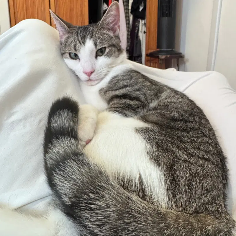 Plum, photo 4