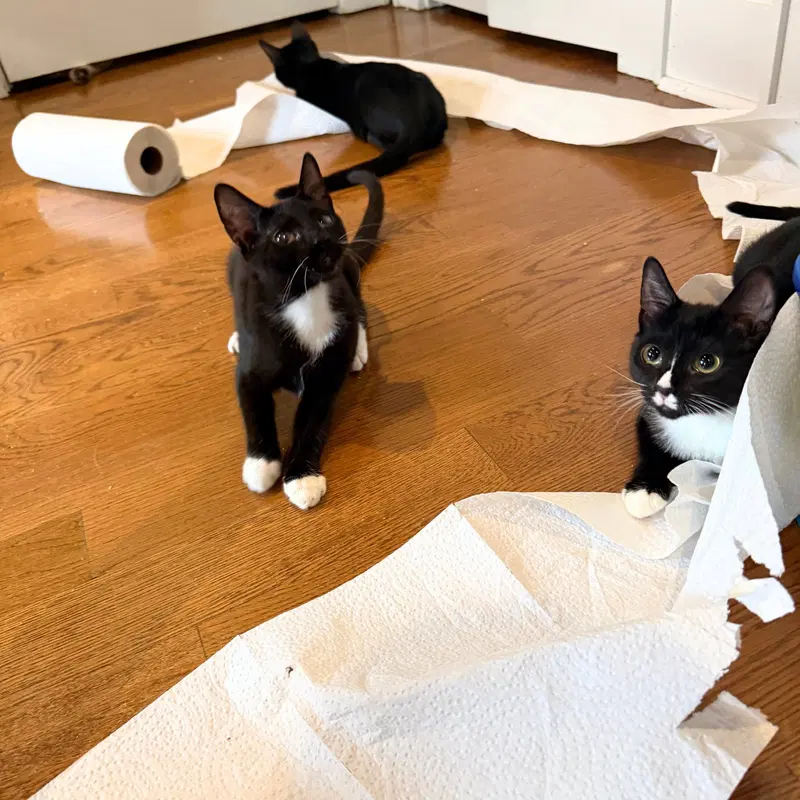 A pair called Mischief & Shenanigan, photo 3