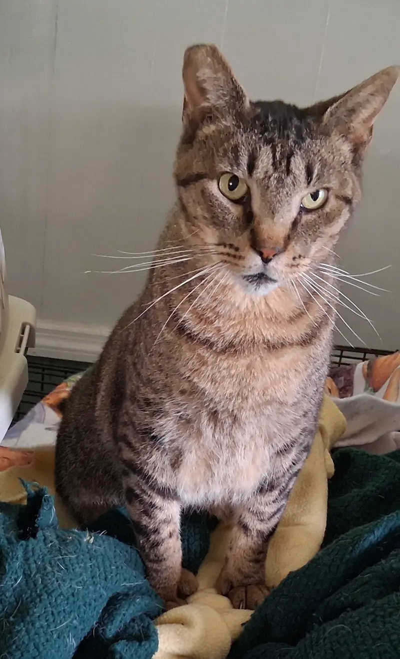 Whiskers, photo 2