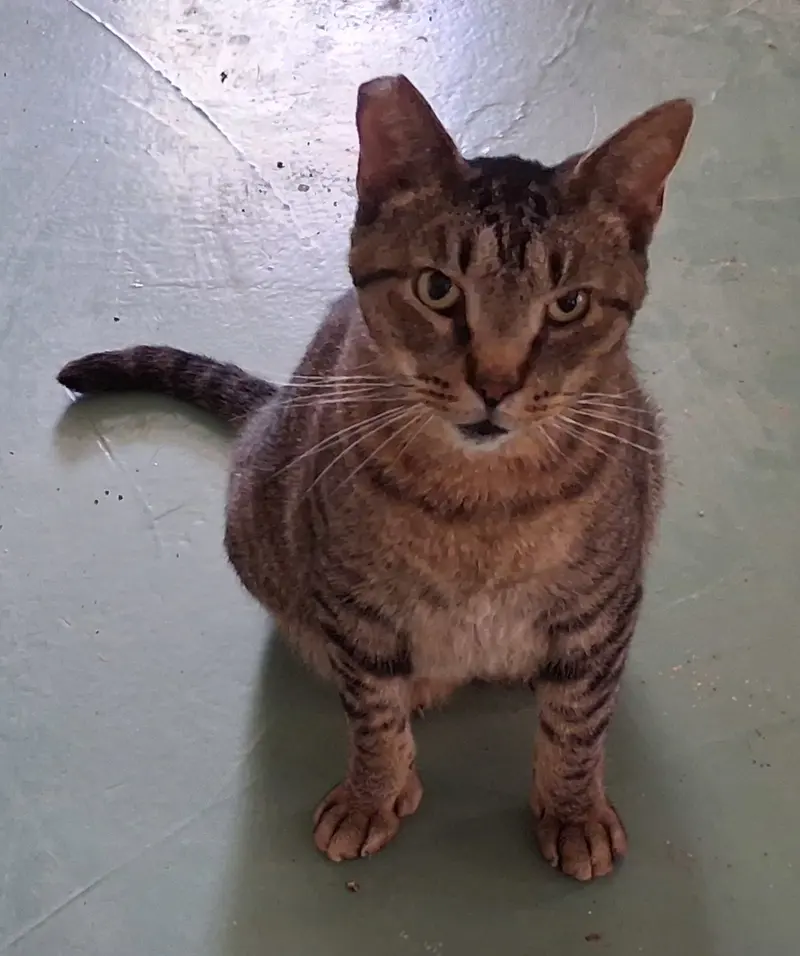 Whiskers, photo 3