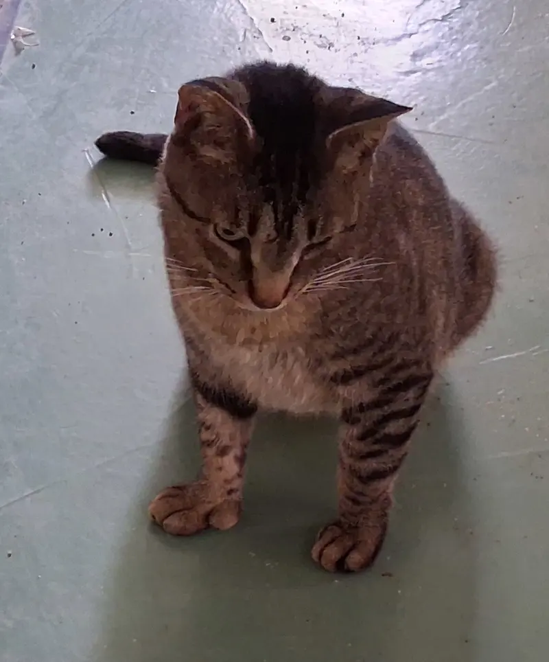 Whiskers, photo 4