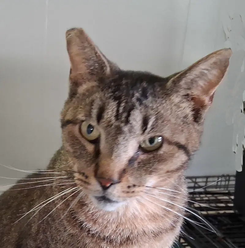 Whiskers, a young male Tabby cat up for adoption