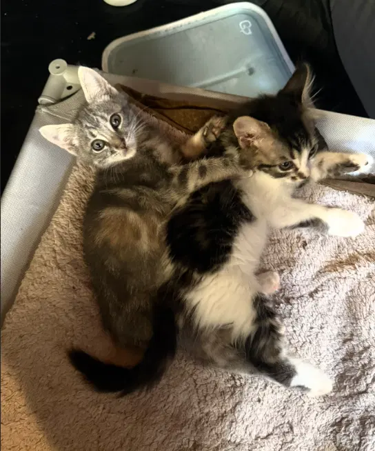 Chloe & Zoe, photo 2