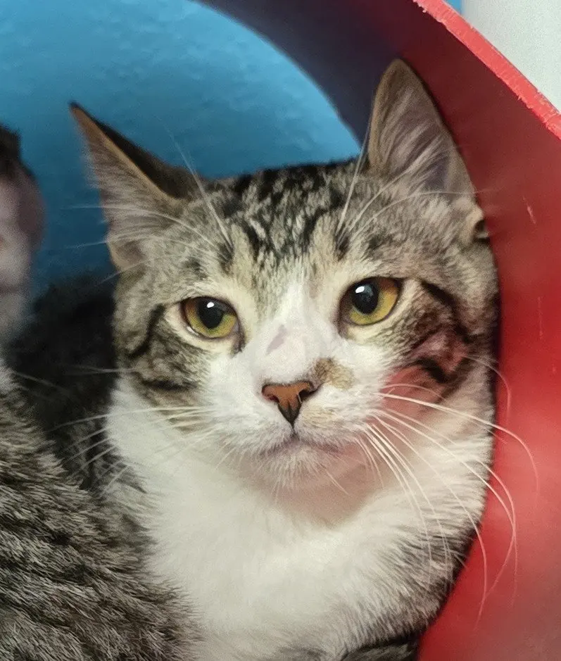 Sebastian, a young male cat up for adoption