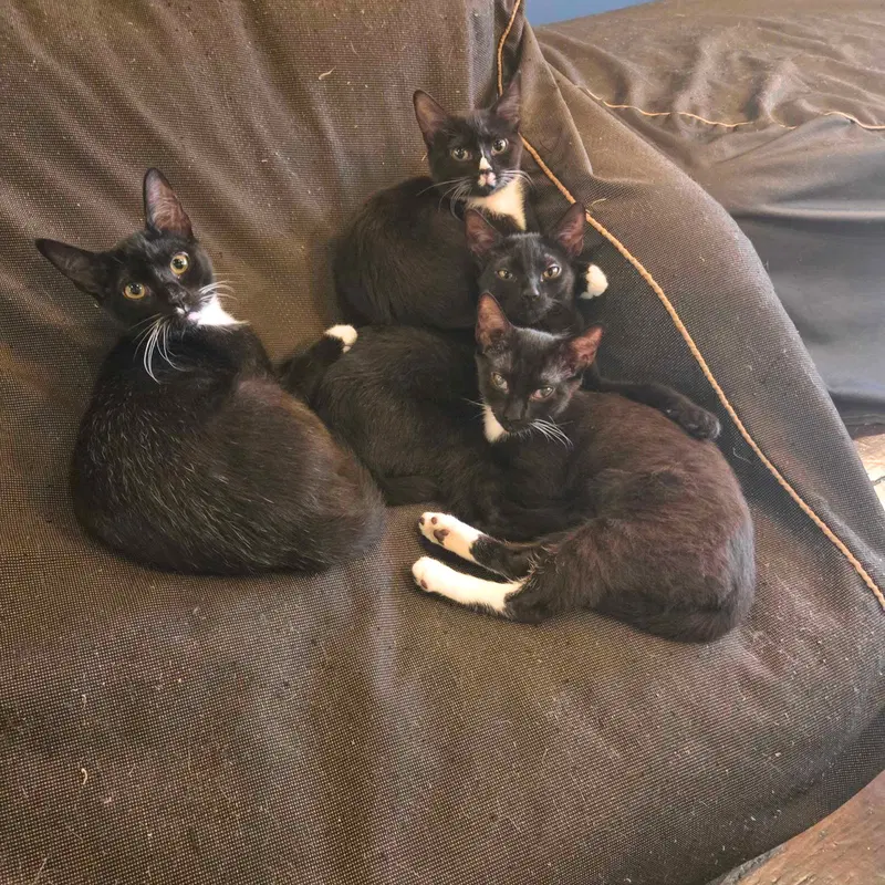A pair called Mischief & Shenanigan, photo 2
