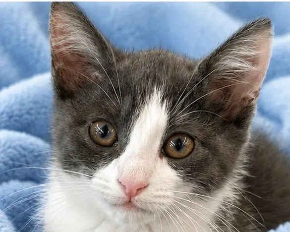 Catrick Swayze, a female kitten up for adoption