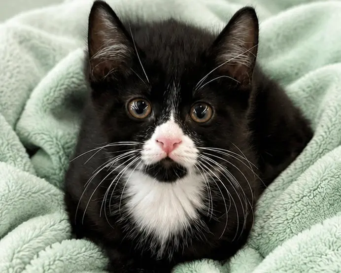 Gorp, a male kitten up for adoption