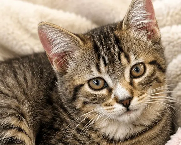 Sarah, a female kitten up for adoption