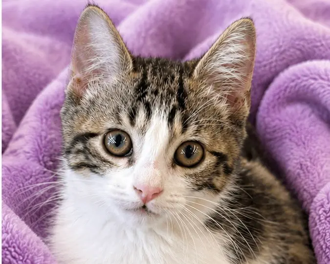 Pocket Coco, a female kitten up for adoption