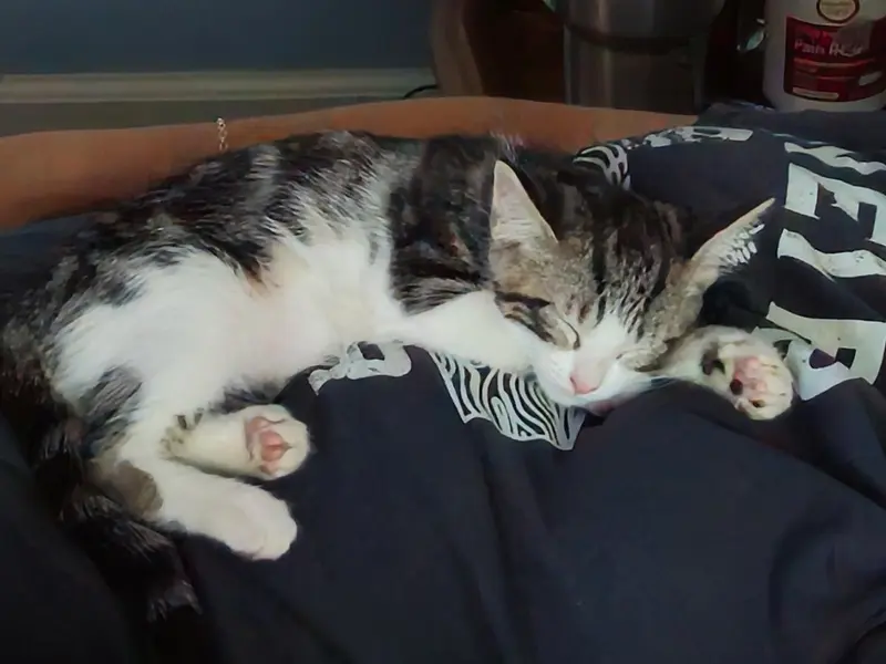 Pocket Coco, photo 2