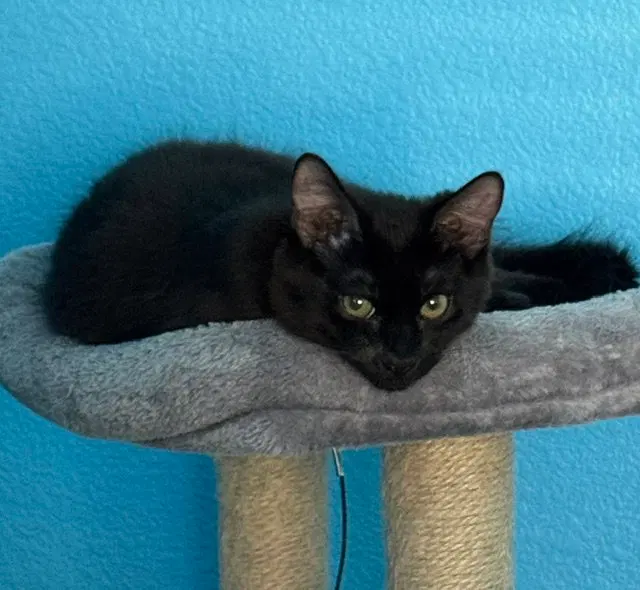 Fluffy, photo 2