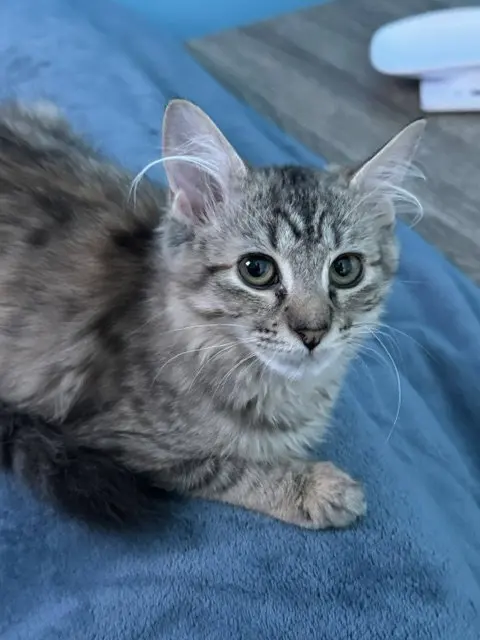 Cinder, a female kitten up for adoption