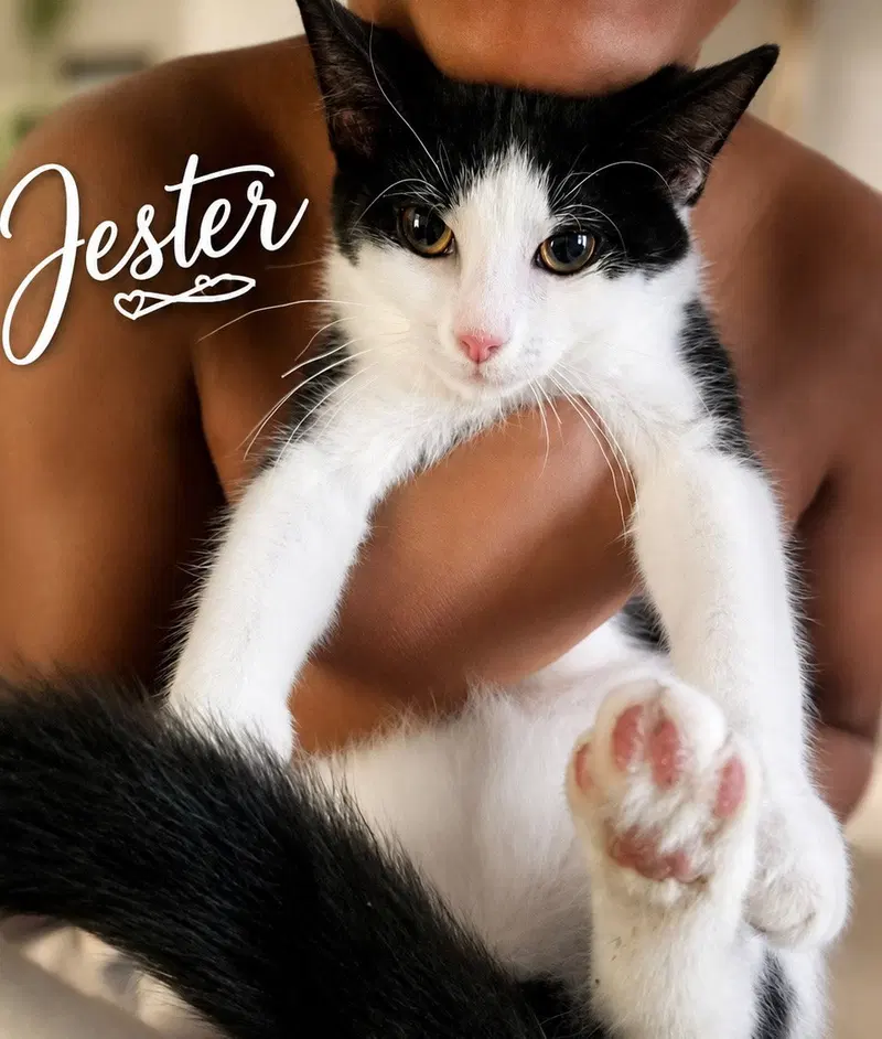 Jester KC, a young male cat up for adoption