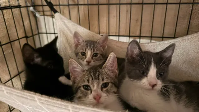 Willow, a male kitten up for adoption
