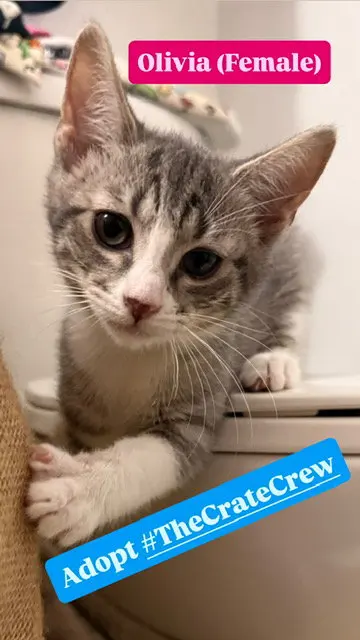 Olivia, a female kitten up for adoption