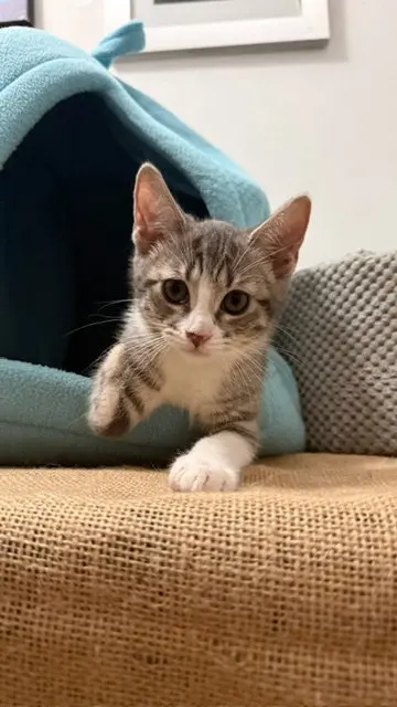 Olivia, photo 2
