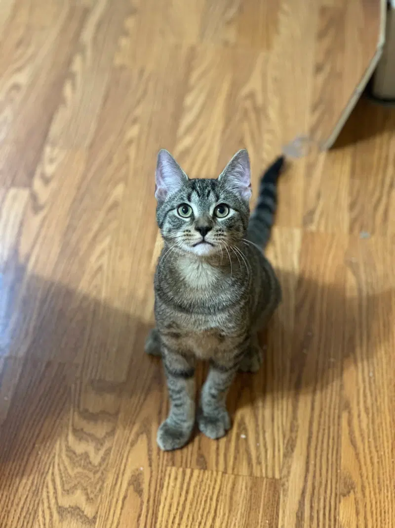 Ernie, a young male cat up for adoption