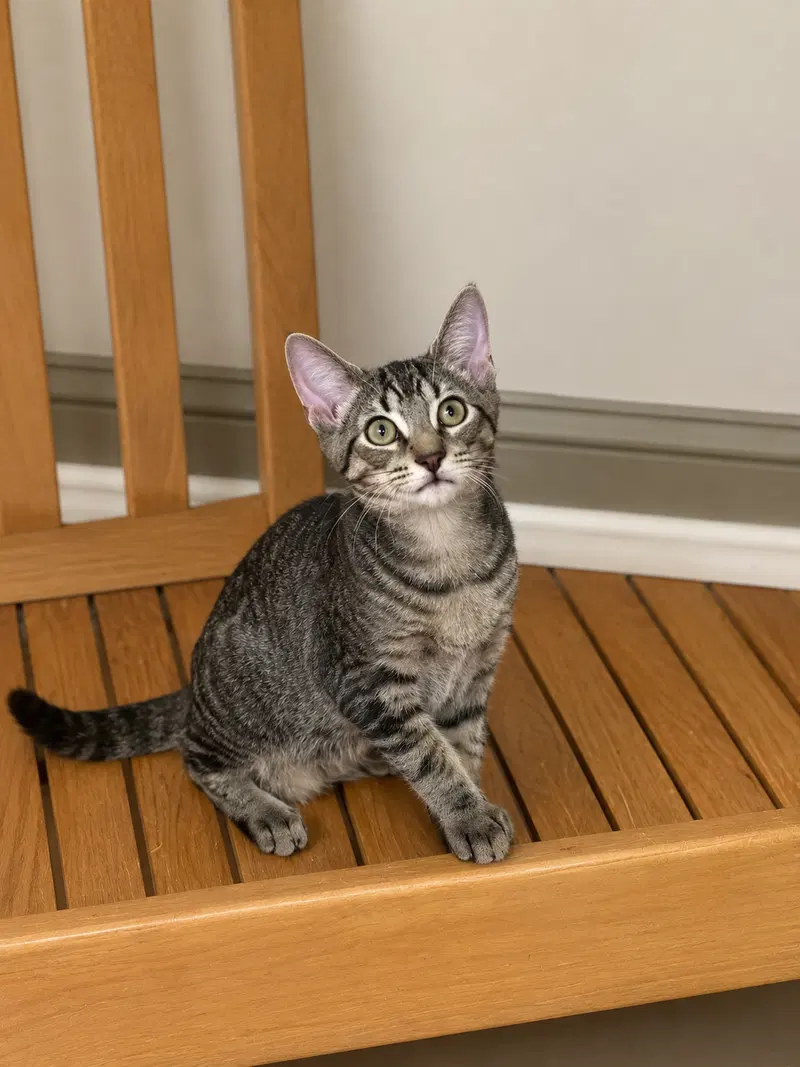 Everett, a young male cat up for adoption